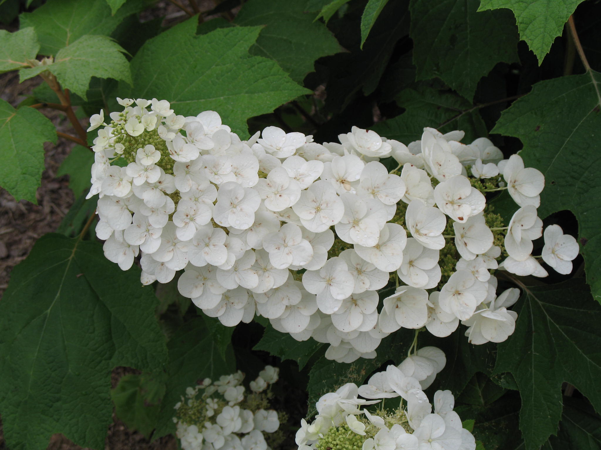 Alice Oakleaf Hydrangea